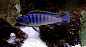 Tropheops kumwera 'Kanchedza Island'